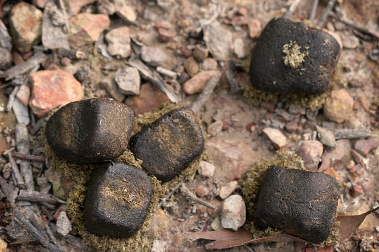 Top 15 điều kỳ lạ khó tin về các loài thú có túi - Hình 14 Top 15 dieu ky la kho tin ve cac loai thu co tui-Hinh-14