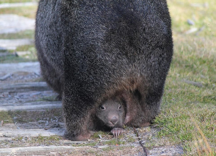 Top 15 điều kỳ lạ khó tin về các loài thú có túi - Hình 4 Top 15 dieu ky la kho tin ve cac loai thu co tui-Hinh-4
