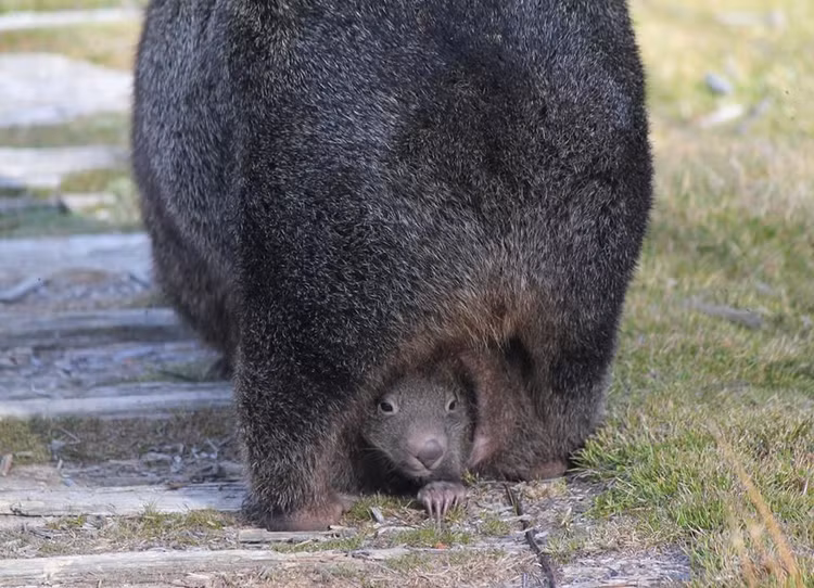 Top 15 điều kỳ lạ khó tin về các loài thú có túi - Hình 4 Top 15 dieu ky la kho tin ve cac loai thu co tui-Hinh-4