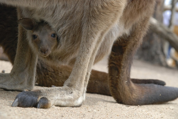 Top 15 điều kỳ lạ khó tin về các loài thú có túi - Hình 9 Top 15 dieu ky la kho tin ve cac loai thu co tui-Hinh-9