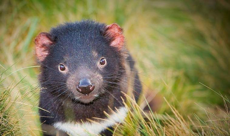 Top 15 điều kỳ lạ khó tin về các loài thú có túi - Hình 15 Top 15 dieu ky la kho tin ve cac loai thu co tui-Hinh-15