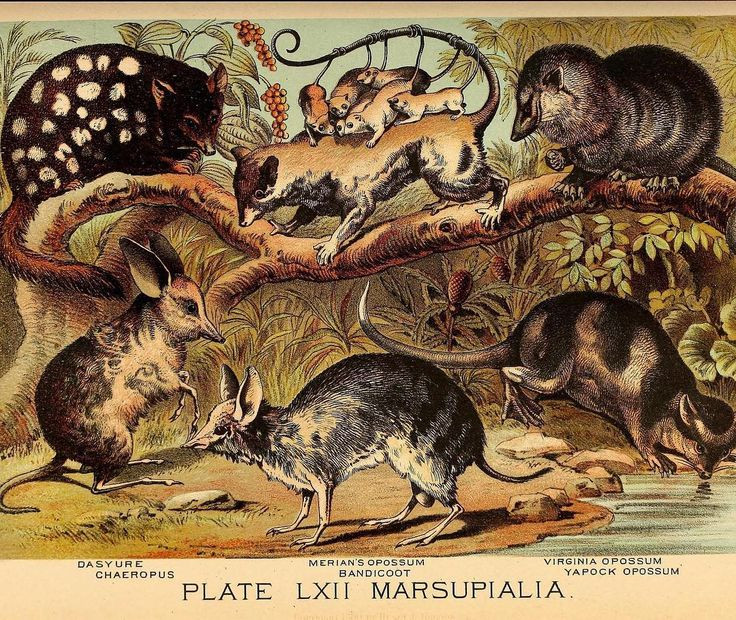 Top 15 điều kỳ lạ khó tin về các loài thú có túi - Hình 3 Top 15 dieu ky la kho tin ve cac loai thu co tui-Hinh-3