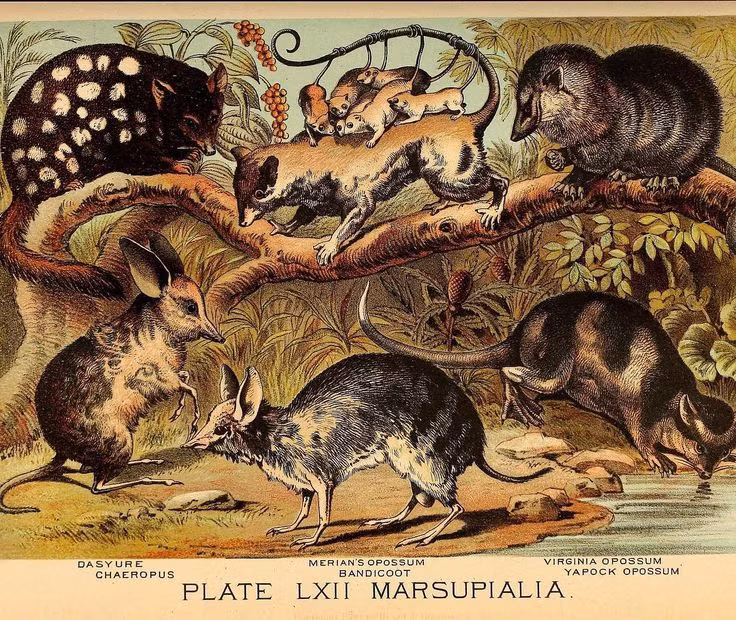 Top 15 điều kỳ lạ khó tin về các loài thú có túi - Hình 3 Top 15 dieu ky la kho tin ve cac loai thu co tui-Hinh-3