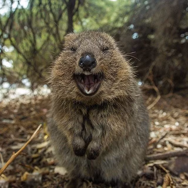 Top 15 điều kỳ lạ khó tin về các loài thú có túi - Hình 13 Top 15 dieu ky la kho tin ve cac loai thu co tui-Hinh-13