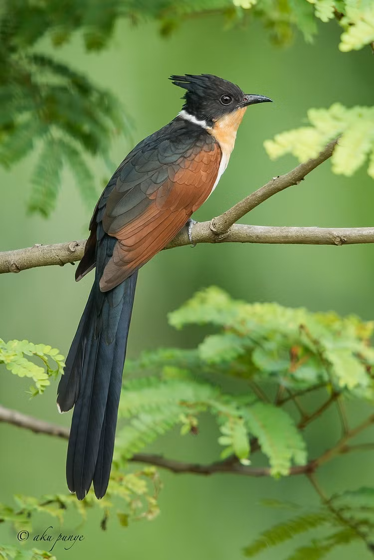 Loai chim ky la o Viet Nam, nghe ten la thay 