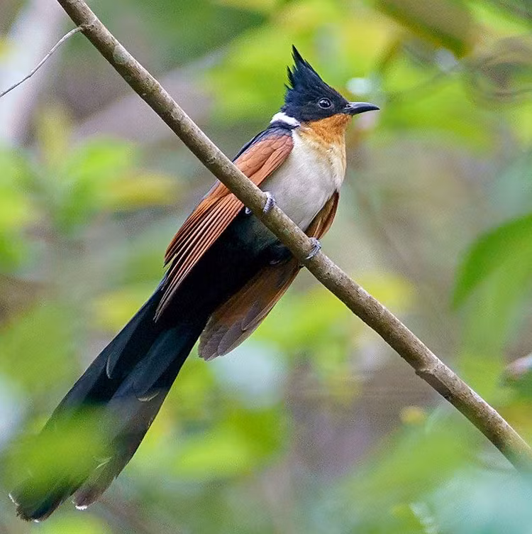 Loai chim ky la o Viet Nam, nghe ten la thay 