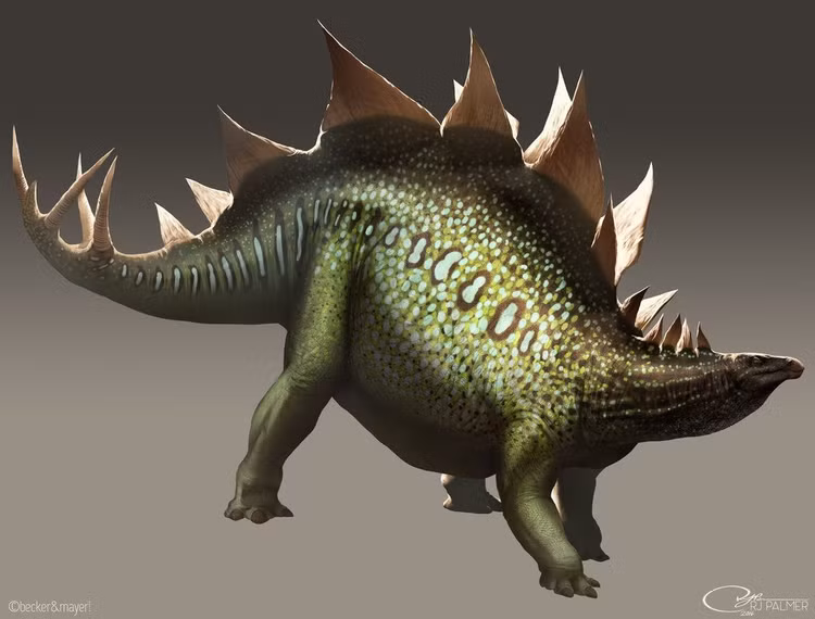 20 điều thú vị ít người biết về loài khủng long gai huyền thoại - Hình 8 20 dieu thu vi it nguoi biet ve loai khung long gai huyen thoai-Hinh-8