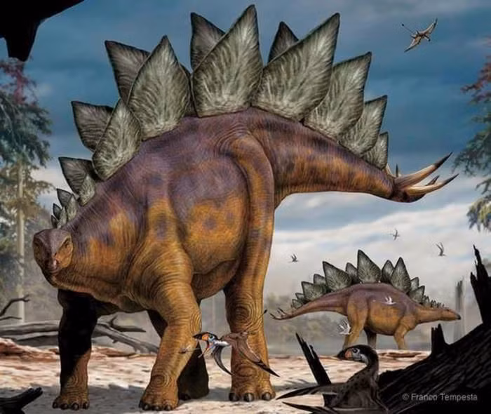 20 điều thú vị ít người biết về loài khủng long gai huyền thoại - Hình 18 20 dieu thu vi it nguoi biet ve loai khung long gai huyen thoai-Hinh-18