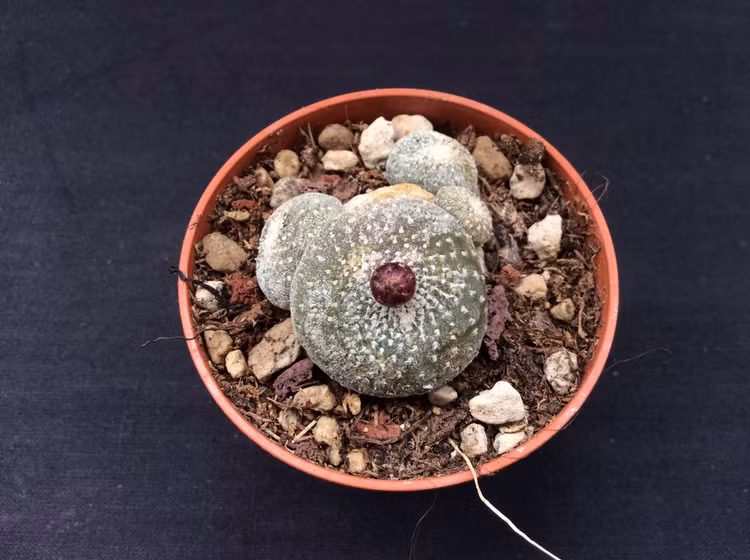 Can canh loai xuong rong nho nhat the gioi, cuc kho trong-Hinh-14