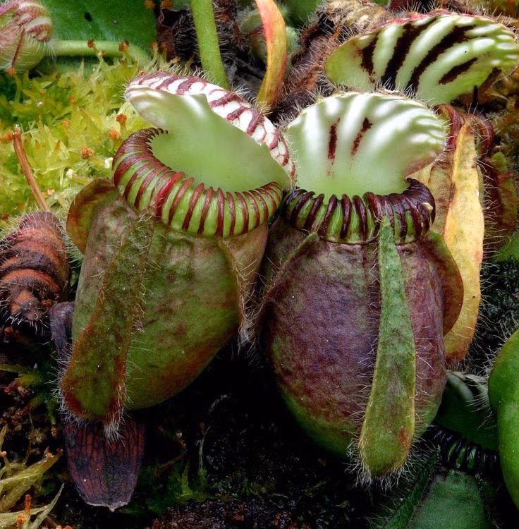 Can canh 10 loai thuc vat an thit doc la nhat the gioi-Hinh-9