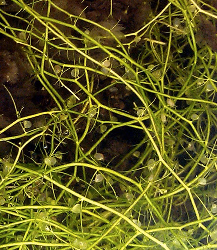 Can canh 10 loai thuc vat an thit doc la nhat the gioi-Hinh-3