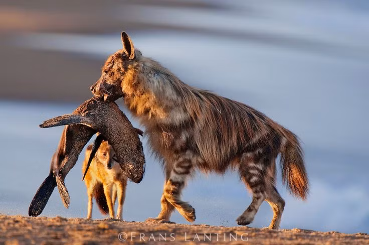 Su that bat ngo ve loai thu 'ban tinh' nhat qua dat-Hinh-13