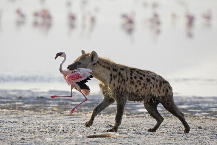 Su that bat ngo ve loai thu 'ban tinh' nhat qua dat-Hinh-10