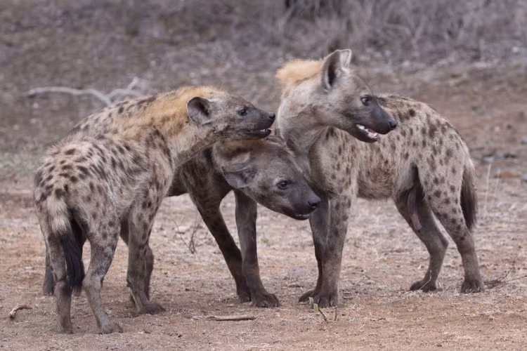 Su that bat ngo ve loai thu 'ban tinh' nhat qua dat-Hinh-14