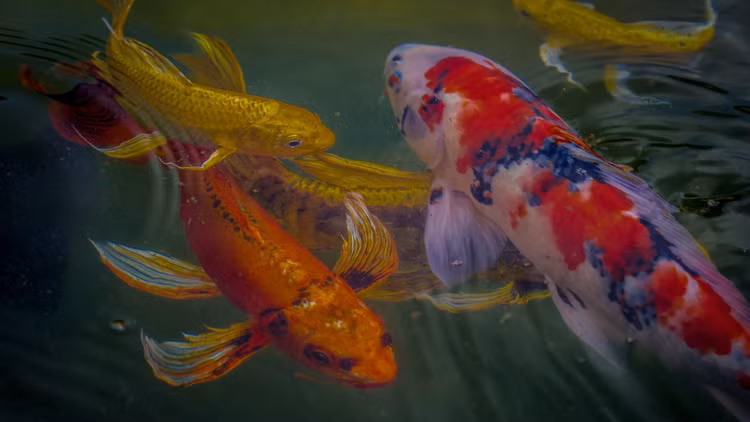 Top 15 su that thu vi it nguoi biet ve ca koi-Hinh-2