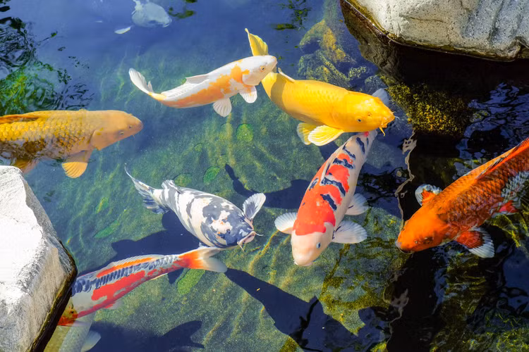 Top 15 su that thu vi it nguoi biet ve ca koi-Hinh-14