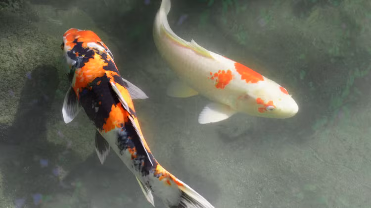 Top 15 su that thu vi it nguoi biet ve ca koi