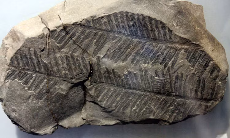 Sửng sốt bí mật động trời ẩn giấu sau các hoá thạch - Hình 3 Sung sot bi mat dong troi an giau sau cac hoa thach-Hinh-3