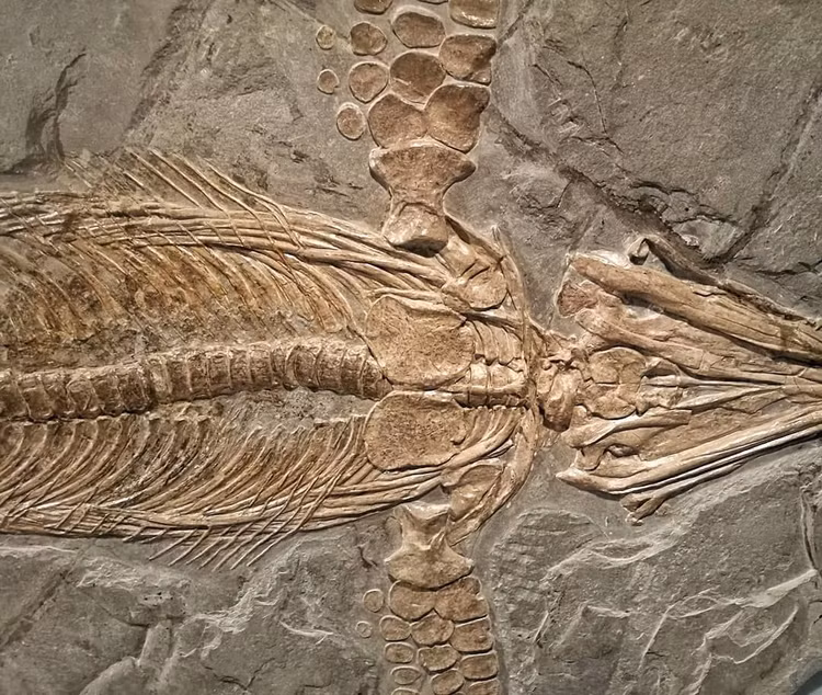 Sửng sốt bí mật động trời ẩn giấu sau các hoá thạch - Hình 5 Sung sot bi mat dong troi an giau sau cac hoa thach-Hinh-5