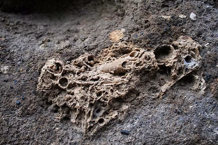 Sửng sốt bí mật động trời ẩn giấu sau các hoá thạch - Hình 13 Sung sot bi mat dong troi an giau sau cac hoa thach-Hinh-13