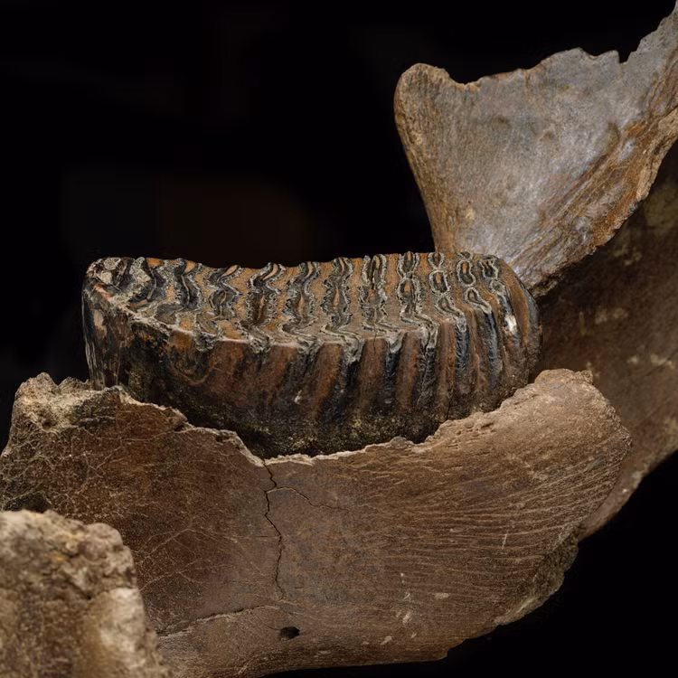 Sửng sốt bí mật động trời ẩn giấu sau các hoá thạch - Hình 2 Sung sot bi mat dong troi an giau sau cac hoa thach-Hinh-2