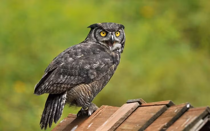 Quai chim doc di, mat khong di dong, sat thu san moi trong dem-Hinh-14