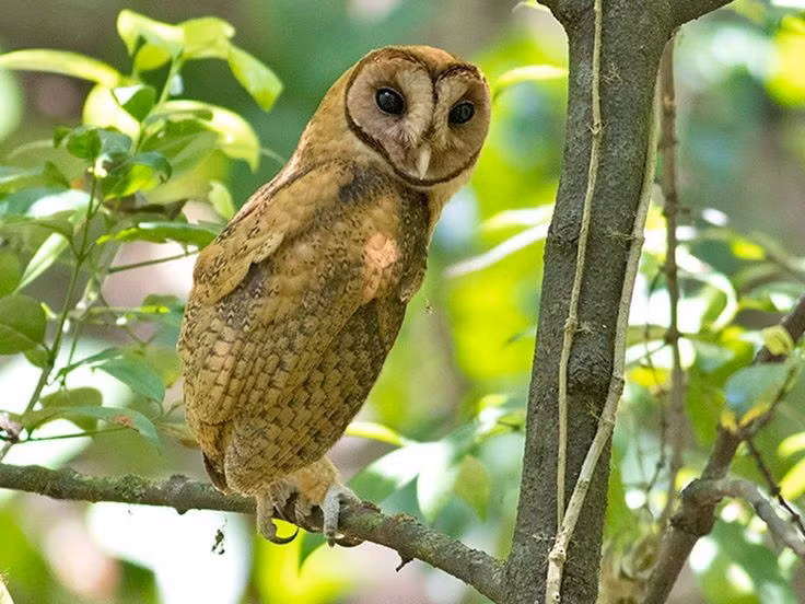 Quai chim doc di, mat khong di dong, sat thu san moi trong dem-Hinh-10