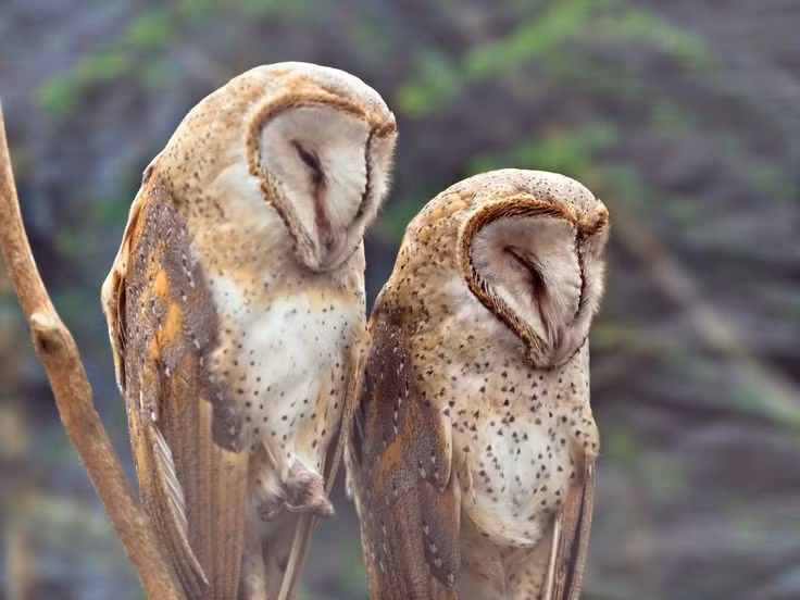 Quai chim doc di, mat khong di dong, sat thu san moi trong dem-Hinh-15
