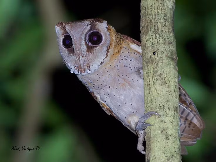 Quai chim doc di, mat khong di dong, sat thu san moi trong dem-Hinh-13