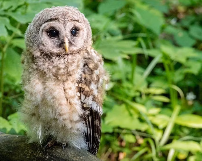 Quai chim doc di, mat khong di dong, sat thu san moi trong dem-Hinh-11