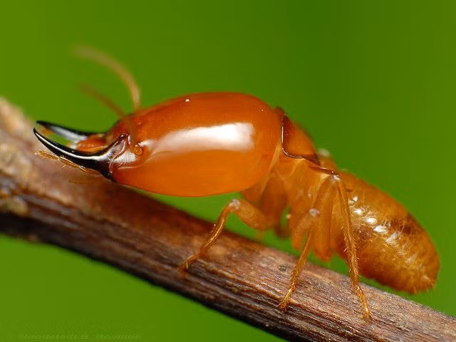 10 ly do de coi loai moi la “nen van minh” ngoai con nguoi-Hinh-7