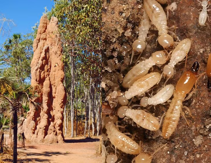 10 ly do de coi loai moi la “nen van minh” ngoai con nguoi-Hinh-9