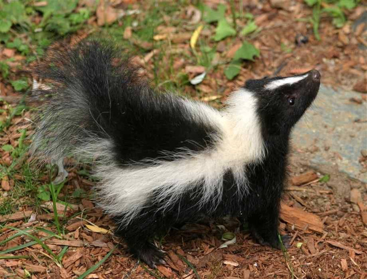 Su that thu vi ve dong vat 'boc mui' nhat qua dat-Hinh-6