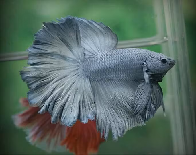 Ngo ngang 15 su that ve ca choi khong phai ai cung biet