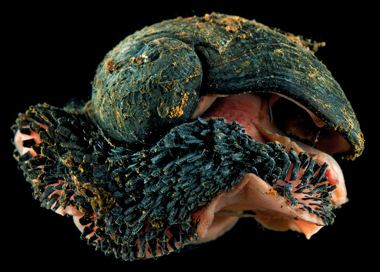 Loai vat duy nhat tren the gioi duoc “boc sat” theo nghia den-Hinh-4