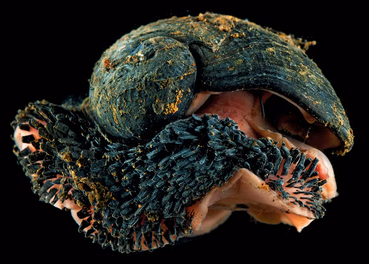 Loai vat duy nhat tren the gioi duoc “boc sat” theo nghia den-Hinh-4