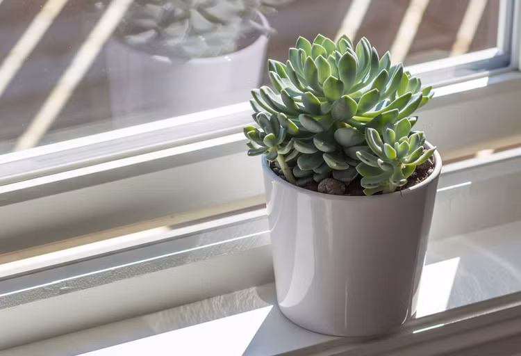 Top 20 loai cay ly tuong nhat de trong trong nha (2)-Hinh-10