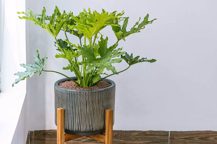 Top 20 loai cay ly tuong nhat de trong trong nha (2)-Hinh-3