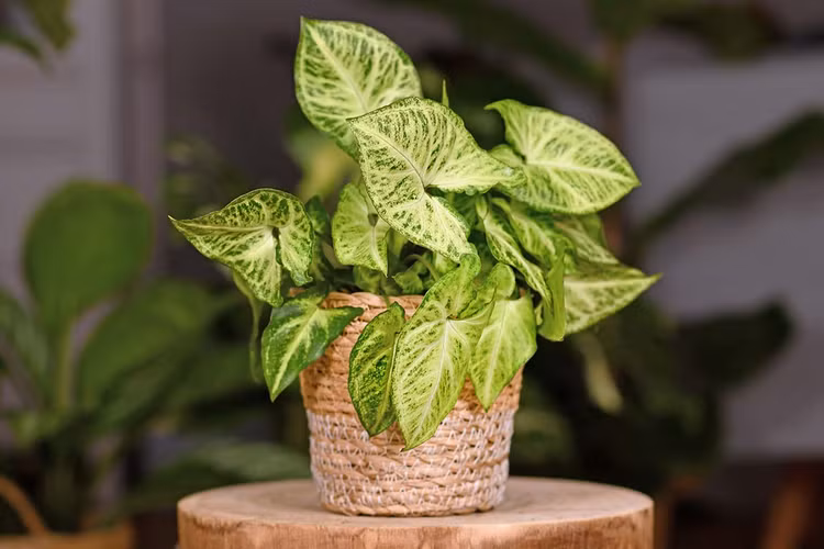 Top 20 loai cay ly tuong nhat de trong trong nha (2)-Hinh-6