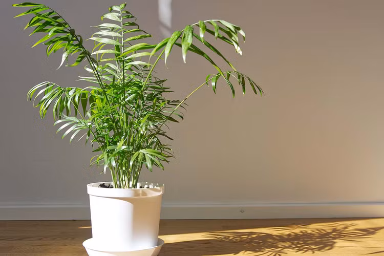 Top 20 loai cay ly tuong nhat de trong trong nha (2)-Hinh-2