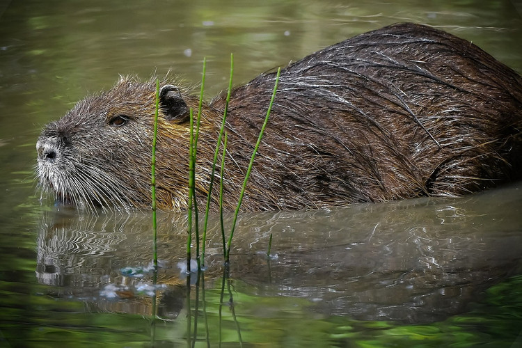 26 loai gam nham doc dao nhat: Co loai rung duoi nhu thach sung-Hinh-10