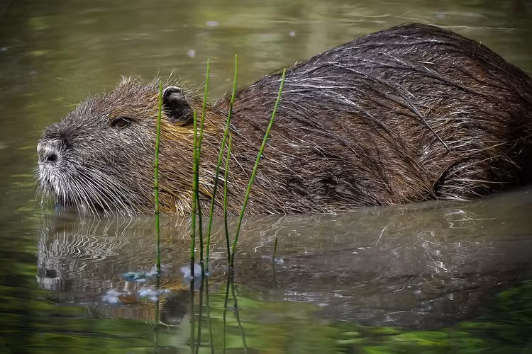 26 loai gam nham doc dao nhat: Co loai rung duoi nhu thach sung-Hinh-10