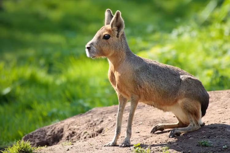 26 loai gam nham doc dao nhat: Co loai rung duoi nhu thach sung-Hinh-7