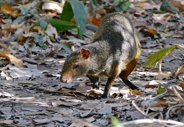 26 loai gam nham doc dao nhat: Co loai rung duoi nhu thach sung-Hinh-13