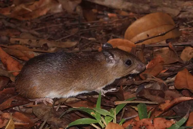 26 loai gam nham doc dao nhat: Co loai rung duoi nhu thach sung-Hinh-11