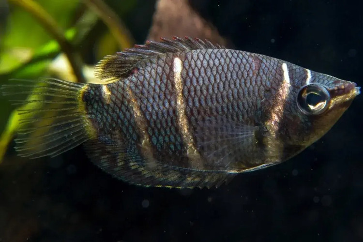 Soi cac loai ca sac dep nhat the gioi, nhieu loai song o Viet Nam-Hinh-7