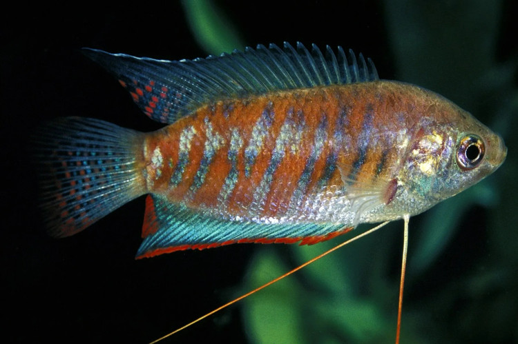 Soi cac loai ca sac dep nhat the gioi, nhieu loai song o Viet Nam-Hinh-6