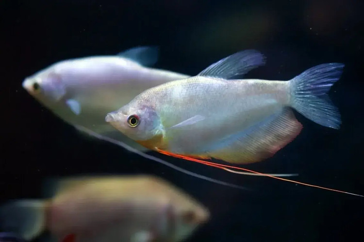 Soi cac loai ca sac dep nhat the gioi, nhieu loai song o Viet Nam-Hinh-2