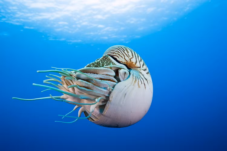 Soi loai oc khong lo ton tai 350 trieu nam, cuc hiem o Viet Nam-Hinh-6