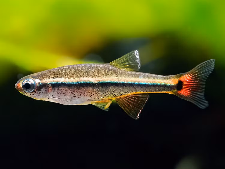 Loai ca canh duoc phat hien o Quang Tri nam 2001, trieu nguoi tim mua-Hinh-4